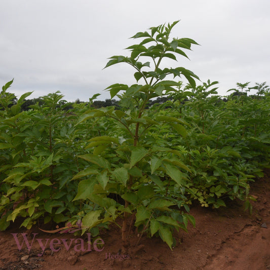 Sambucus nigra (Elder) 2 Year Transplant (Pack of 25)