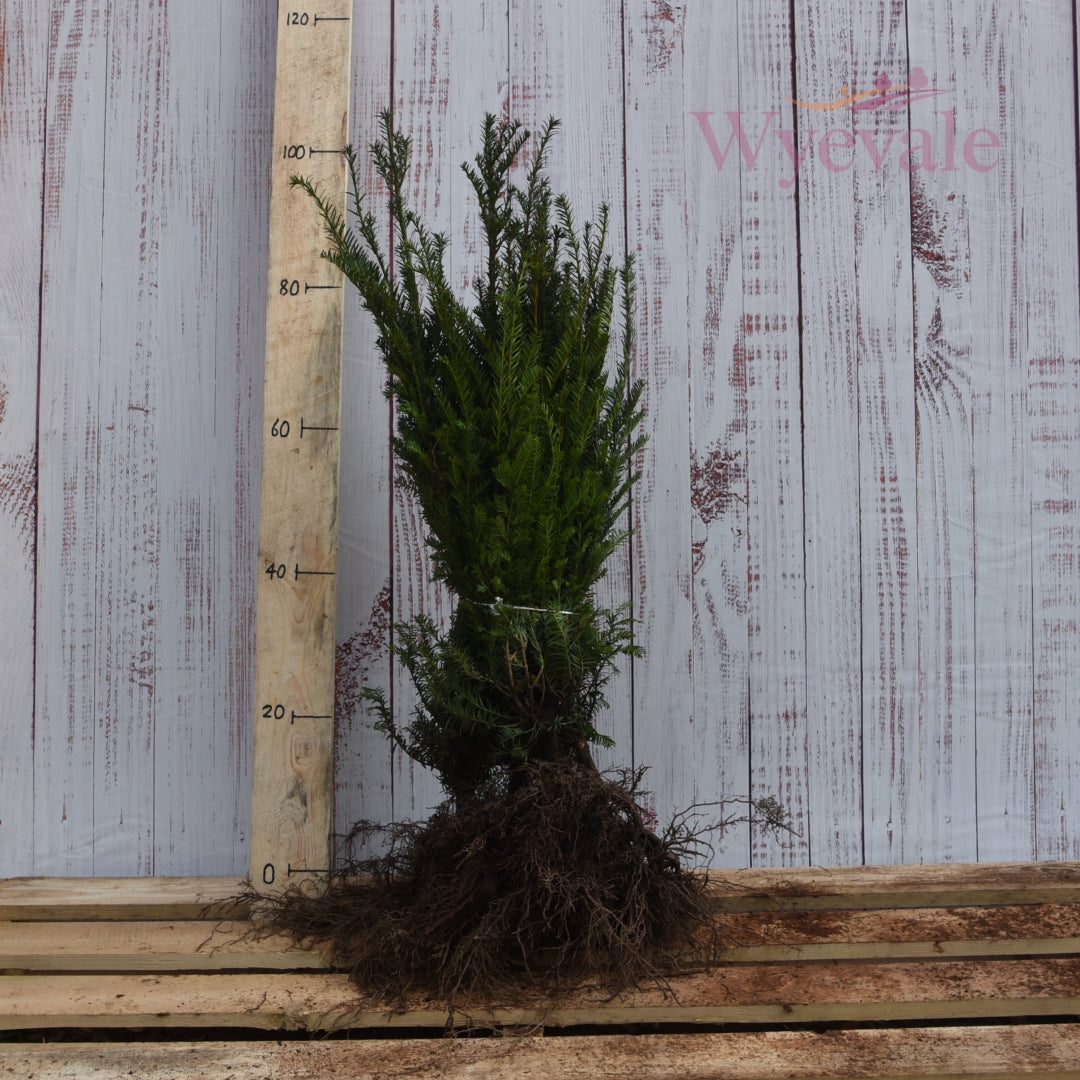 Taxus bacata (English Yew) 4 Year Transplant (Pack of 10)