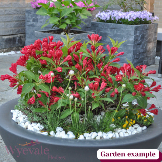 Weigela 'All Summer Red'