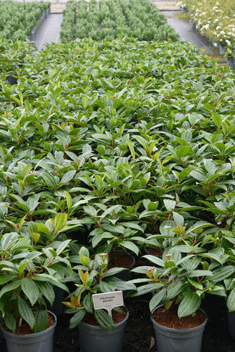 Provenance Map – Wyevale Hedges
