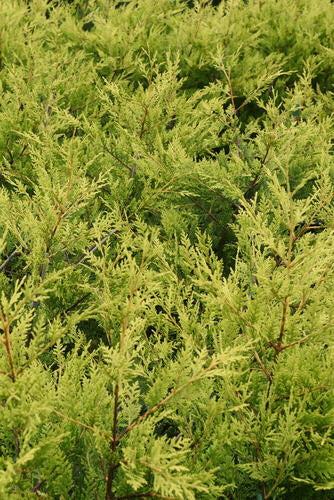 Provenance Map – Wyevale Hedges