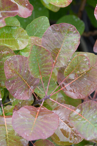 Provenance Map – Wyevale Hedges