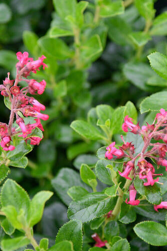 Provenance Map – Wyevale Hedges