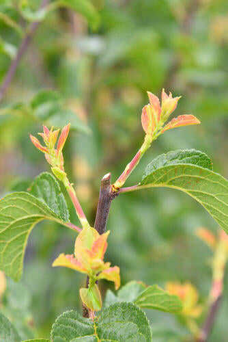 Provenance Map – Wyevale Hedges