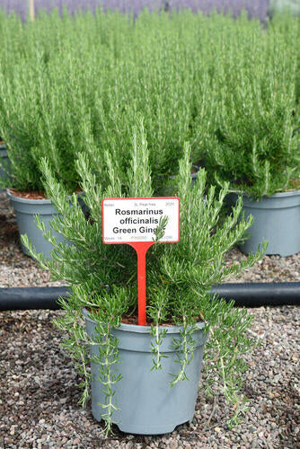 Provenance Map – Wyevale Hedges