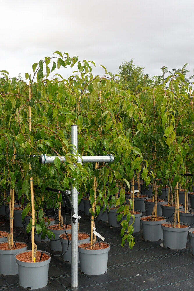 Provenance Map – Wyevale Hedges