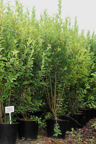Provenance Map – Wyevale Hedges