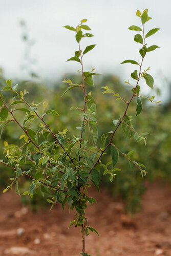 Bareroot Prunus spinosa (Blackthorn) – Wyevale Hedges