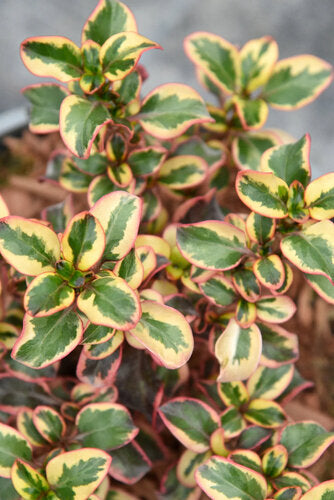 Provenance Map – Wyevale Hedges
