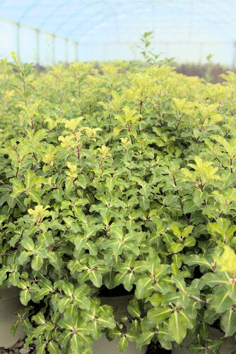 Provenance Map – Wyevale Hedges