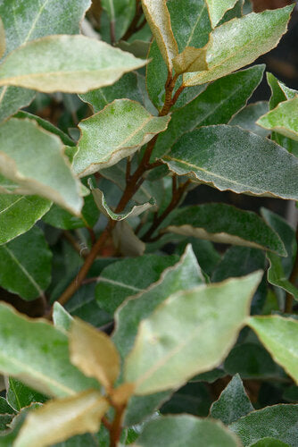 Provenance Map – Wyevale Hedges