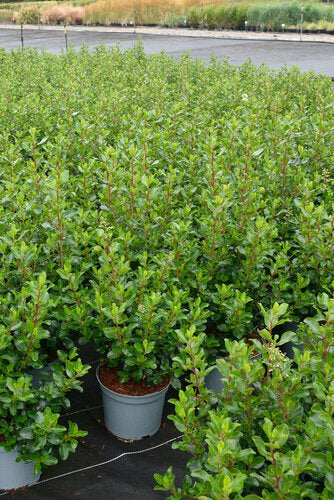 Hedera algeriensis (Algerian Ivy) 'Bellecour' – Wyevale Hedges