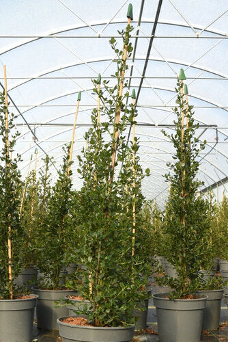 Prunus incisa (Fuji Cherry) 'Kojo-no-mai' – Wyevale Hedges
