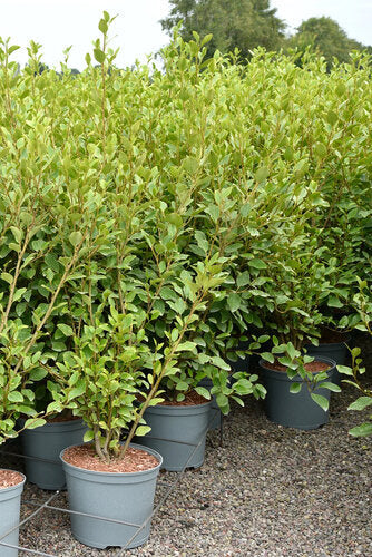 Hedera algeriensis (Algerian Ivy) 'Bellecour' – Wyevale Hedges