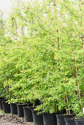 Provenance Map – Wyevale Hedges