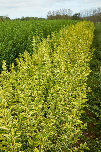 Provenance Map – Wyevale Hedges