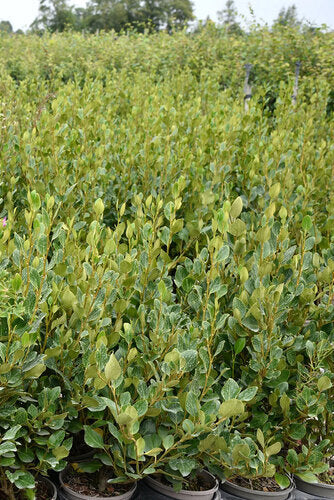 Provenance Map – Wyevale Hedges