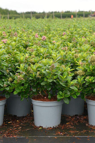 Provenance Map – Wyevale Hedges