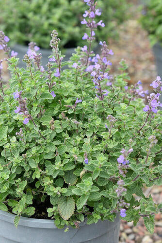 Provenance Map – Wyevale Hedges