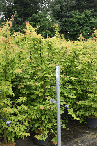 Provenance Map – Wyevale Hedges